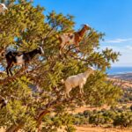 Goats climbing an argan tree near Agadir, Morocco