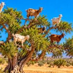 tree climbing goats agadir